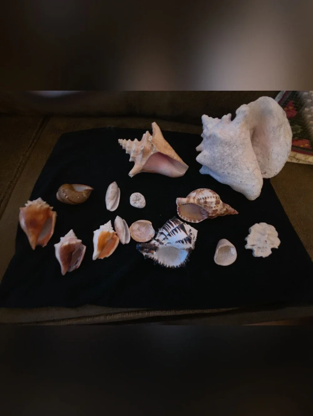 Assorted Natural Seashell Collection - Beige, Cream, Brown